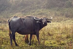 Images Dated 5th March 2011: Wild Buffalo