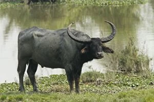 Bubalus Gallery: Wild Buffalo - on the banks of river Brahamputra