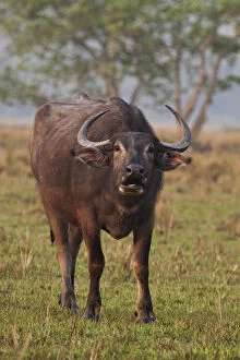 Wild Buffalo in the grassland, Kaziranga
