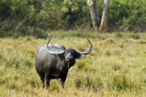 Images Dated 3rd March 2011: Wild Buffalo - in the grasslands