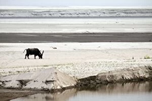 Images Dated 5th March 2011: Wild Buffalo - lone Buffalo on the banks of river