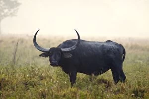 Images Dated 5th March 2011: Wild Buffalo - on a misty morning