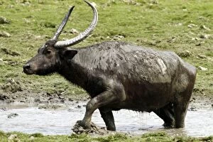 Bubalus Gallery: Wild Buffalo - in the mud pool