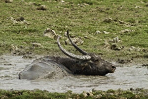Wild Buffalo in the mud pool, Kaziranga