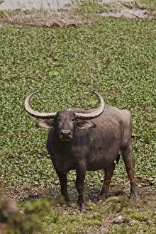 Wild Buffalo near water body, Kaziranga