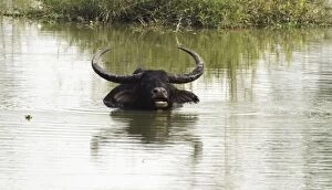 Brahamputra Gallery: Wild Buffalo - in the river Brahamputra
