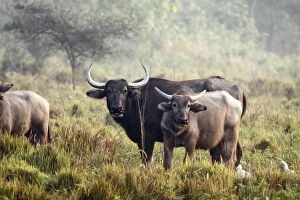 Images Dated 5th March 2011: Wild Buffalos