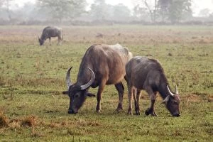 Bubalus Gallery: Wild Buffalos feeding