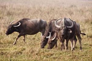 Images Dated 3rd March 2011: Wild Buffalos - feeding in the grassland
