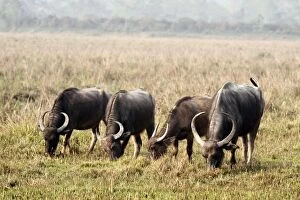 Buffalos Gallery: Wild Buffalos - feeding in the grassland