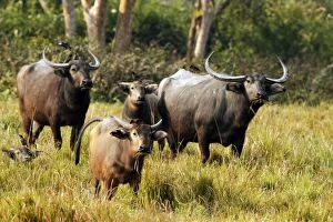 Images Dated 3rd March 2011: Wild Buffalos - in the grasslands