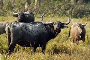 Bubalus Gallery: Wild Buffalos - in the grasslands
