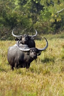 Images Dated 3rd March 2011: Wild Buffalos - in the grasslands