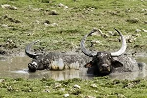 Buffalos Gallery: Wild Buffalos - in the mud pool