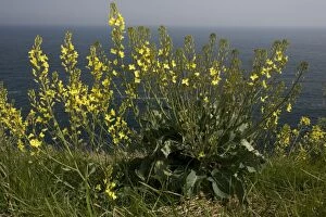 Images Dated 4th May 2006: Wild Cabbage - on the Dorset coast