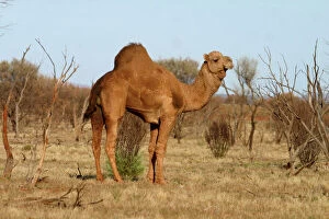 Images Dated 8th June 2003: Wild Camel Northern South Australia, west of Marla, Australia