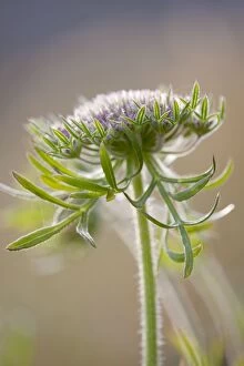 Flowers Collection: Wild Carrot - Cornwall - UK