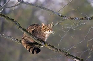 Images Dated 5th December 2005: Wild Cat