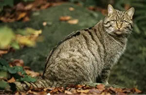 Startled Prints: Wild Cat ME 493 © Johan De Meester / ARDEA LONDON