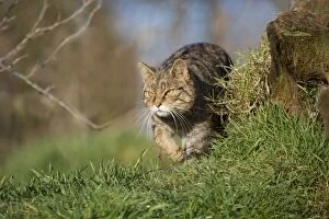 Images Dated 5th December 2012: Wild Cat