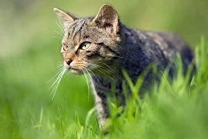 Images Dated 22nd September 2012: Wild Cat