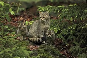 Wild Cat adult with kittens controlled conditions