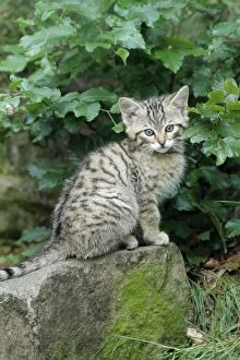 Images Dated 21st June 2010: Wild Cat - kitten sitting on rock - Lower Saxony - Germany