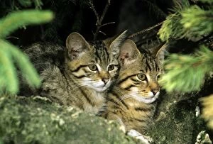 Images Dated 20th August 2011: WIld Cat - kittens