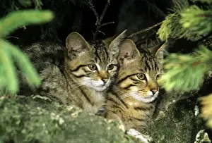 WIld Cat - kittens