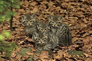 Wild Cat kittens controlled conditions