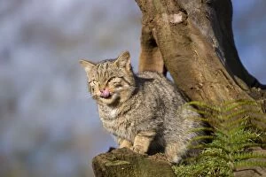 Images Dated 5th December 2012: Wild Cat - licking lips
