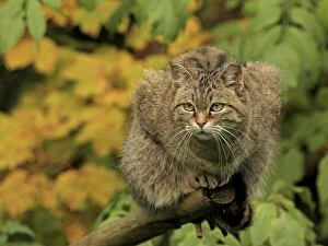 Images Dated 14th October 2013: Wild Cat - sitting on a tree branch Germany (Felis)