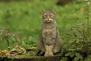 Images Dated 14th October 2013: Wild Cat - sitting on a tree stump Germany (Felis)