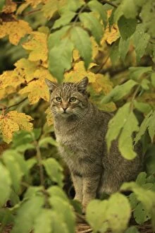Images Dated 14th October 2013: Wild Cat - sitting on a tree stump Germany (Felis)