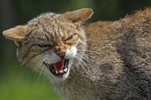 Wild Cat - snarling