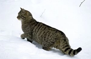 Images Dated 20th August 2011: Wild Cat - in snow