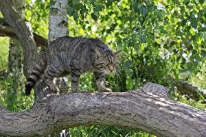 Wild Cat - in tree