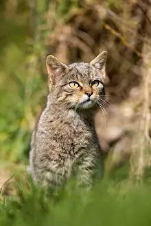 Wild Cat - UK