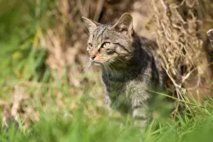 Wild Cat - UK