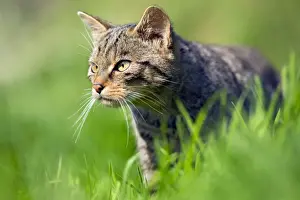 Cat Prints: Wild Cat - UK