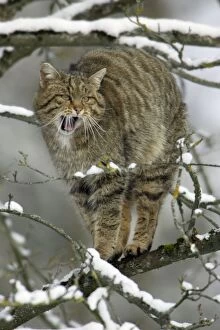 Images Dated 29th January 2005: Wild Cat - Yawning and stretching in tree. Winter