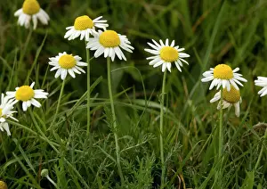 Aromatic Prints: Wild chamomile in flower, on old grazed common land. Rare in UK