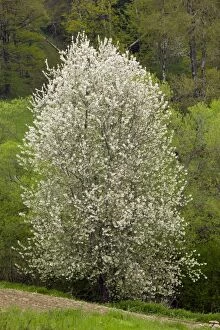Avium Gallery: Wild Cherry or Gean Tree - in a springtime wooded landscape