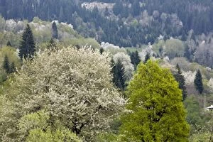 Wild Cherry or Gean trees - in a springtime wooded
