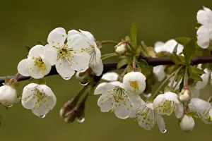 Rain Prints: Wild cherry (Prunus avium) in flower, after rain. England