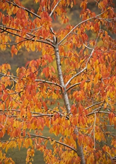 Images Dated 22nd October 2005: Wild cherry with striking autumn colour