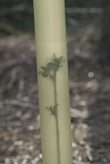 Images Dated 16th April 2008: Wild Cherry Tree Seedling - In tree shelter