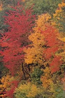 Cherries Prints: Wild Cherry - trees in autumn colour, Lower Saxony, Germany