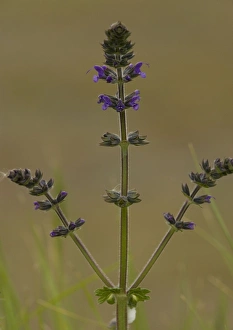 Images Dated 13th May 2005: Wild clary (= S. horminoi)