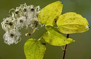 Images Dated 12th November 2008: Wild Clematis or Old Man's Beard Clematis vitalba in autumn, showing fruit and leaves. Dorset